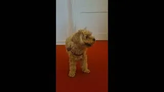 Thumbnail: Turandot: Robo-Hund trifft Bürohund Motte