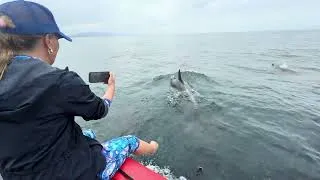 Thumbnail: Sleepy Bottlenose Dolphins in the Pacific ❤️🐬 #telepathy #animalcommunication