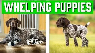Thumbnail: 242. Check Out Our NEW Breeding and Whelping Course!
