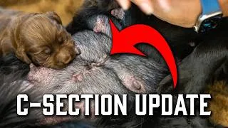 Thumbnail: One Week After Her C-Section… Here's What It Looks Like