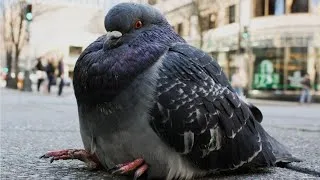 Thumbnail: "FLY! FLY YOU FAT F#CK! BOTH OF OUR LIVES DEPEND ON IT! FLY!"