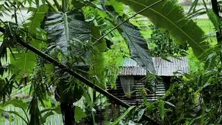 Thumbnail: Jungle Rain Sounds for Sleeping | Tropical Rainstorm for Relaxing & Insomnia | Forest Rain on Leaves