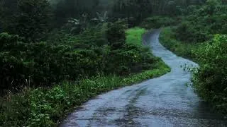 Thumbnail: Rain Sounds on the Forest Road | Relaxing Rainfall in Tropical Rainforest: Soothing Sounds for Sleep