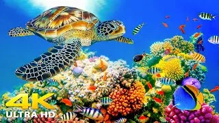Thumbnail: [NEW] 3HRS of 4K Turtle Paradise - Undersea Nature Relaxation Film + Relaxing Music by Starry Sky #2