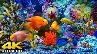 Thumbnail: Aquarium 4K VIDEO (ULTRA HD) 🐠 Beautiful Coral Reef Fish - Relaxing Sleep Meditation Music
