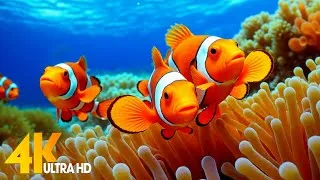 Thumbnail: 🐠 Aquarium 4K UHD | Beautiful Coral Reef Fish for Deep Sleep, Meditation & Relaxation Music