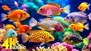 Thumbnail: 🎧 Underwater ASMR: Aquarium 4K, Water Sounds & Calming Music for Sleep, Focus & Stress Relief