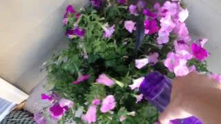 Thumbnail: How to water your plants