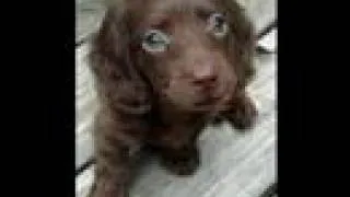 Thumbnail: Puppies