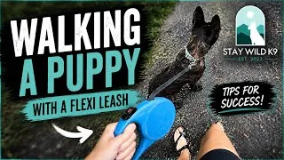 Thumbnail:     Flexi Leash Puppy Training | Tips for Success