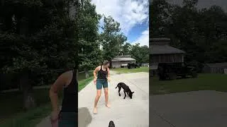 Thumbnail:     5-Minute Puppy Training Session | Engagement, Luring & Positions