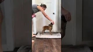 Thumbnail: Teaching Nala “Place” Command
