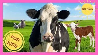 Thumbnail: All About Cows & Farm Animals for Kids🐄 Cows, Sheep & more🐮 Preschool Learning Compilation