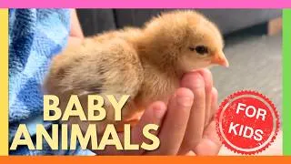 Thumbnail: Baby Animals for Toddlers🐮🐣 Cute Baby Cows, Sheep, Ducks and Chickens🐤 Learning Toddler Videos