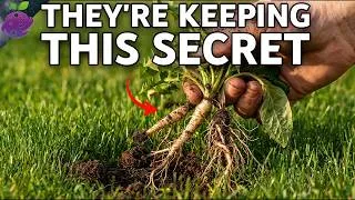 Thumbnail: 10 Wild Weeds In Your Backyard That Is STRONGER Than Antibiotics