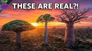 Thumbnail: 25 Most Incredible Trees on Earth That Look IMPOSSIBLE to Be Real