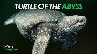 Thumbnail: This Deep Sea Reptile Shouldn't Exist