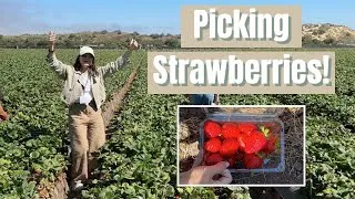 Thumbnail: Touring a Strawberry Farm in California! | Steph Grasso