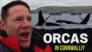 Thumbnail: We Found Britain's Most Famous Killer Whales!
