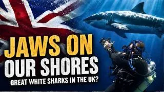 Thumbnail: Could Great White Sharks be living in UK Waters?