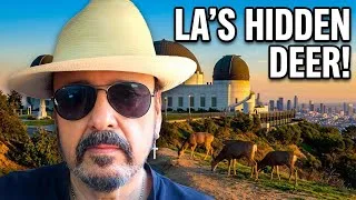Thumbnail: Is this the best view in all LA #vlog #griffithpark #hollywood 