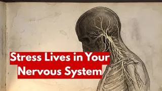 Thumbnail: Understanding Your Nervous System: How the Vagus Nerve Regulates Stress