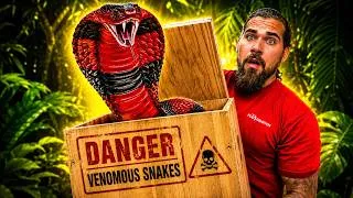 Thumbnail: The Worlds Rarest King COBRA!
