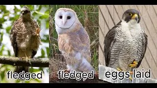 Thumbnail: My Local Sparrowhawk, Barn Owl & Peregrine Falcon Are ALL Having An Incredible Season!