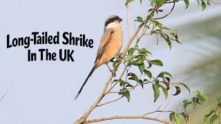 Thumbnail: Long Tailed Shrike. Crail, Fife. First In The UK For 26 Years.