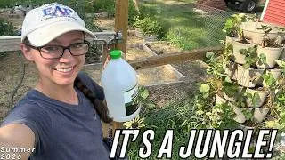 Thumbnail: 8 Days of Garden Rehab!  | Weeding, Tomatoes, Strawberries, and Potatoes