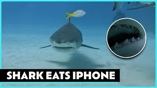 Thumbnail: The Moment a Tiger Shark Ate My iPhone 😱