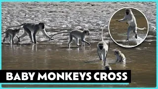 Thumbnail: Baby Monkey Adventures!
