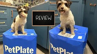 Thumbnail: Picky Miniature Schnauzer Puppy Tries Pet Plate Fresh Food Delivery
