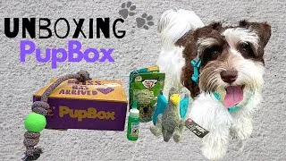 Thumbnail: 8-Month Old Miniature Schnauzer Puppy Reacts to Pupbox (April 2021)