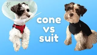 Thumbnail: Cone vs Recovery Suit: Miniature Schnauzer Puppy tries a Recovery Suit after Neuter Surgery