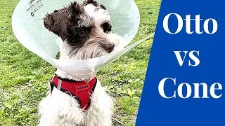 Thumbnail: Miniature Schnauzer Puppy Cone Experience after Neuter