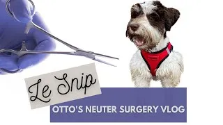 Thumbnail: Puppy Vlog - Miniature Schnauzer Puppy Gets Neutered