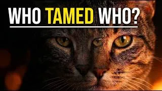 Thumbnail: The Truth About Cat Domestication: Who Really Owns Who?