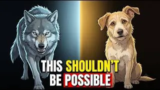 Thumbnail: It Took 30,000 Years To Turn A Fierce Predator Into A Pet. It Started With An Animal Refusing To Run