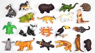 Thumbnail: Zoo Animals For Kids - Learn Zoo Animal Facts - Education For Kids