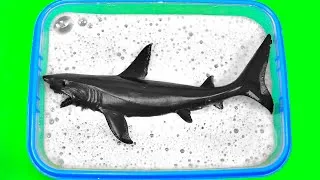 Thumbnail: Learn Wild Animals For Kids - Sea Animal, Wild Animal and Zoo Animal Quiz For Kids