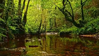 Thumbnail: 8 HOURS OF FOREST RIVER SOUNDS WITH BIRDS SINGING — NATURE SOUNDS FOR  STRESS RELIEF & RELAXATION 
