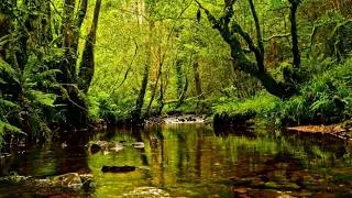 Thumbnail: SPRING IN THE FOREST: RELAXING STREAM & SINGING BIRDS FOR STUDY AND STRESS RELIEF.