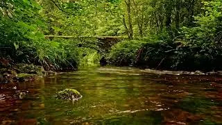 Thumbnail: 3 HOURS OF RELAXING FOREST STREAM SOUNDS AND BIRDSONG 🌿NATURAL WHITE NOISE