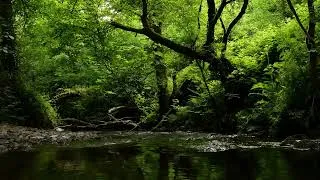 Thumbnail: FOREST SOUNDS, RELAXING SOUNDS OF THE RIVER WITH GENTLE BIRDSONG