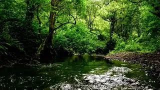 Thumbnail: 9 HOURS OF CALMING FOREST STREAM SOUNDS, RELAXING WATER & BIRDSONG