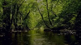 Thumbnail: RELAXING FOREST SOUNDS, FLOWING WATER AND GENTLE BIRDSONG FOR DEEP SLEEP