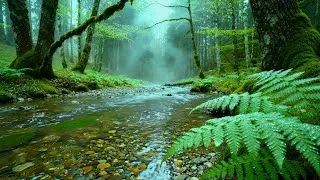 Thumbnail: Streaming Forest Sounds, Gentle Stream & Birdsong for Stress Relief, Sleeping, Relax, Rest, Medicine