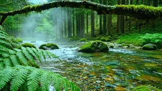 Thumbnail: Calming Forest Ambience, Birds Singing Beautiful Stream Sounds for Rest, Medicine, Sleep,Focus Study