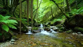 Thumbnail: Pleasant Birdsong with Babbling Stream in the Lost Forest | Stress Relief, Deep Rest, Medicine Sleep